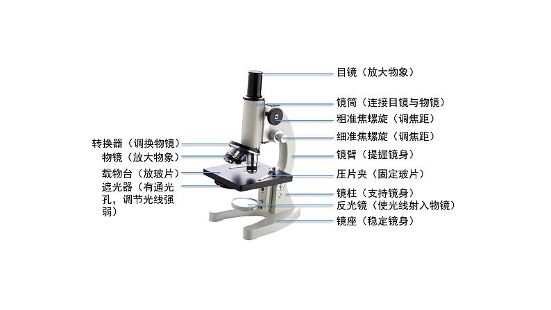 人教版七年级生物上册2.1.1《练习使用显微镜》同步课件06