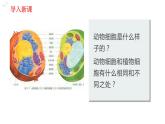 人教版七年级生物上册2.1.3 《动物细胞》同步课件