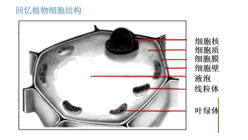 人教版七年级生物上册2.1.3 《动物细胞》同步课件第5页