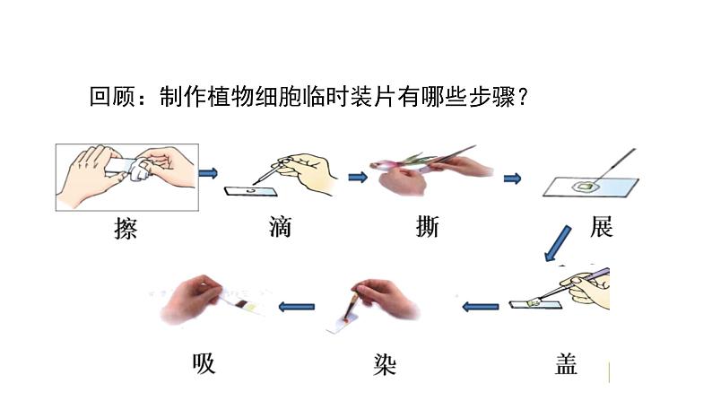 人教版七年级生物上册2.1.3 《动物细胞》同步课件第6页