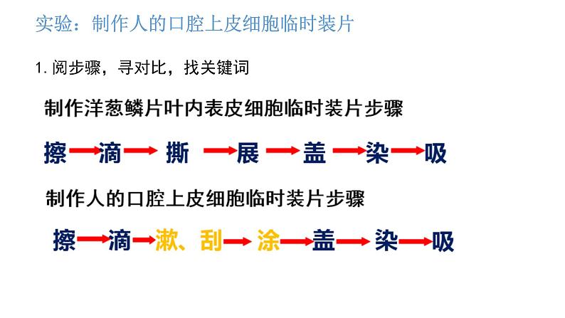 人教版七年级生物上册2.1.3 《动物细胞》同步课件第8页