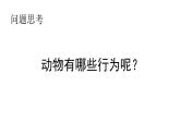 人教版八年级生物上册5.2.2先天性行为和学习行为课件