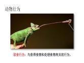 人教版八年级生物上册5.2.2先天性行为和学习行为课件