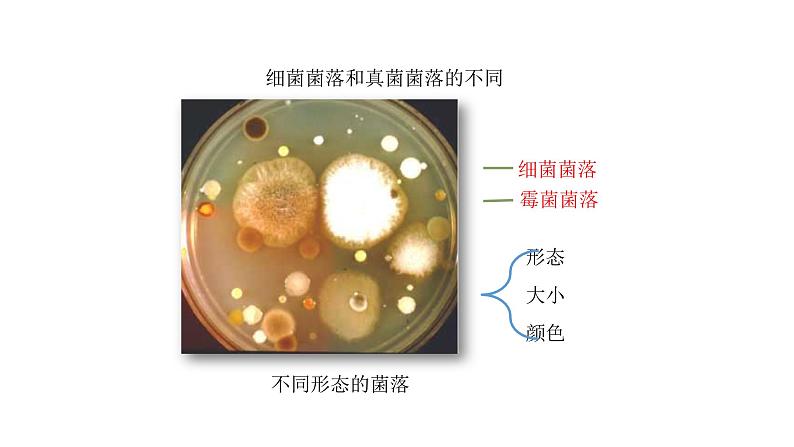 人教版八年级生物上册5.4.1细菌和真菌的分布课件第7页