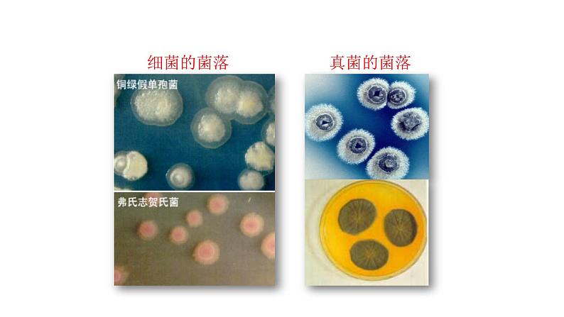 人教版八年级生物上册5.4.1细菌和真菌的分布课件第8页