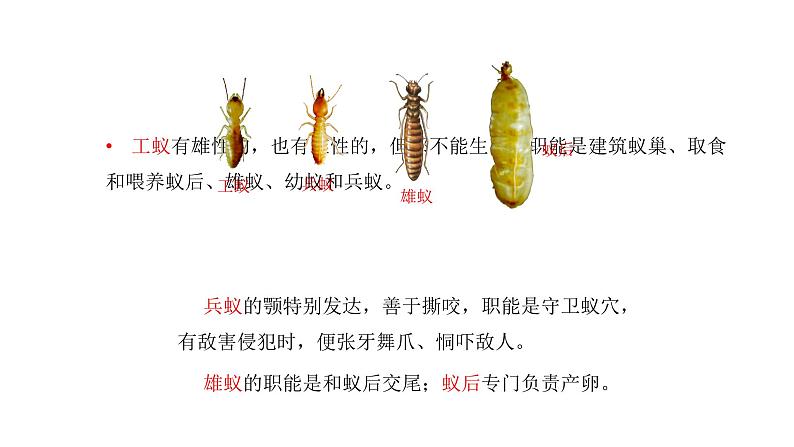 人教版八年级生物上册5.2.3社会行为课件07