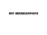 人教版八年级生物上册5.4.4细菌和真菌在自然界中的作用课件