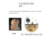 人教版八年级生物上册5.4.4细菌和真菌在自然界中的作用课件
