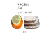 人教版八年级生物上册5.4.3真菌课件