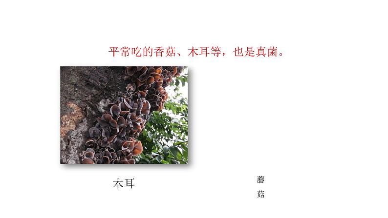 人教版八年级生物上册5.4.3真菌课件第6页