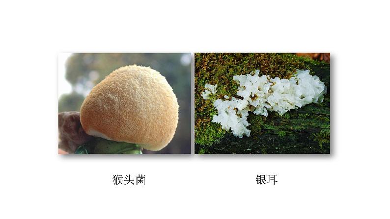 人教版八年级生物上册5.4.3真菌课件第7页