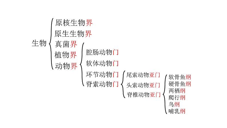 人教版八年级生物上册6.1.2《从种到界》同步教学课件08