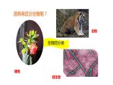 人教版八年级生物上册5.56.1《尝试对生物进行分类》课件