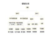 人教版八年级生物上册5.56.1《尝试对生物进行分类》课件