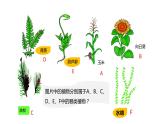 人教版八年级生物上册5.56.1《尝试对生物进行分类》课件