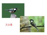 人教版八年级生物上册5.55.1.6鸟（课件）