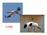 人教版八年级生物上册5.55.1.6鸟（课件）