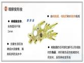 北师大版七年级生物上册：3.2 细胞是生命活动的单位-课件