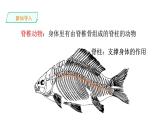 5.1.4 鱼类课件PPT