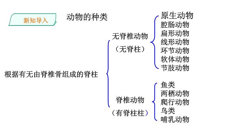 5.1.4 鱼类课件PPT05