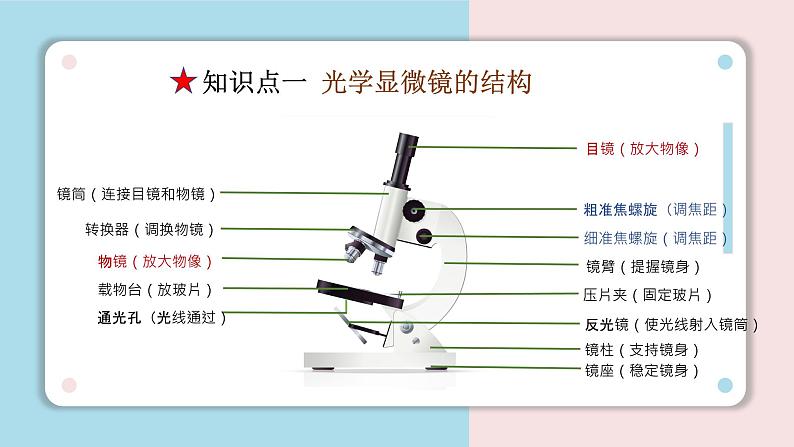 北师大版七年级生物上册：2.3.1 细胞的基本结构和功能-课件第7页