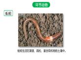 5.1.2 线形动物和环节动物（第二课时）课件PPT