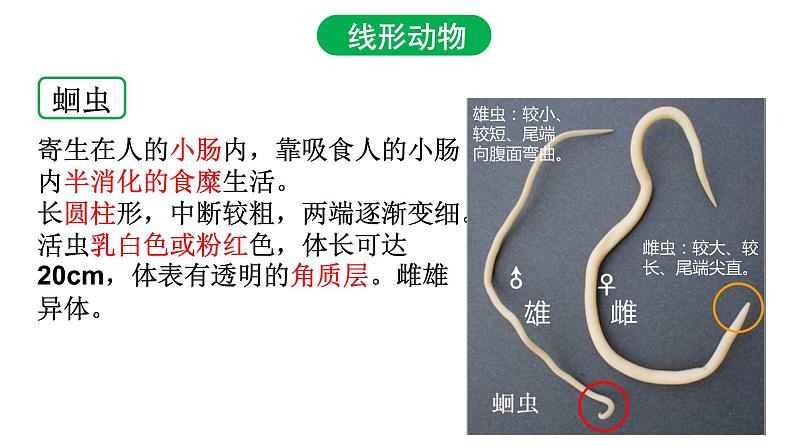 5.1.2 线形动物和环节动物（第一课时）课件PPT05