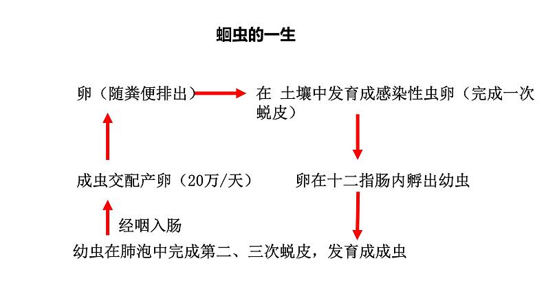 5.1.2 线形动物和环节动物（第一课时）课件PPT07