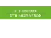 5.1.3 软体动物课件PPT