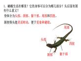 5.1.5爬行动物课件PPT