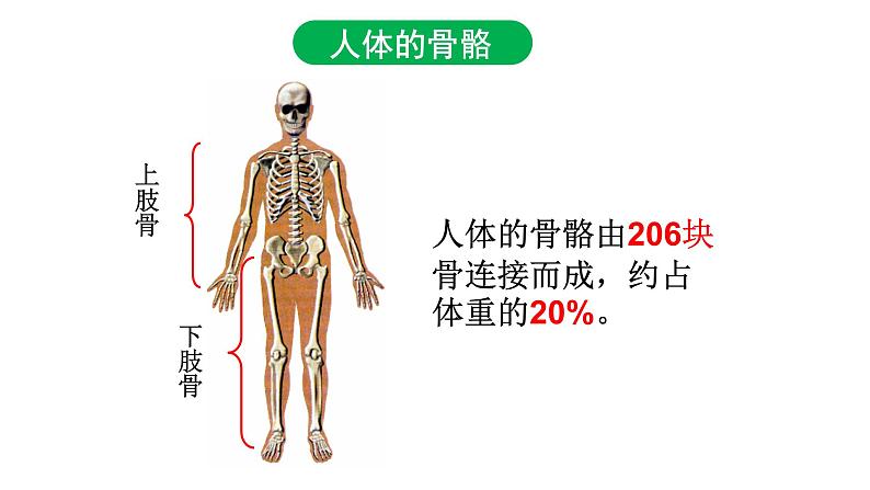 5.2.1动物的运动课件PPT第6页