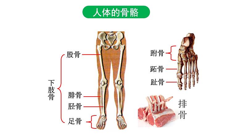 5.2.1动物的运动课件PPT第8页