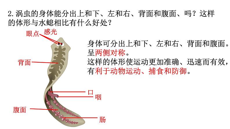 5.1.1 腔肠动物和扁形动物(第二课时)课件PPT第5页