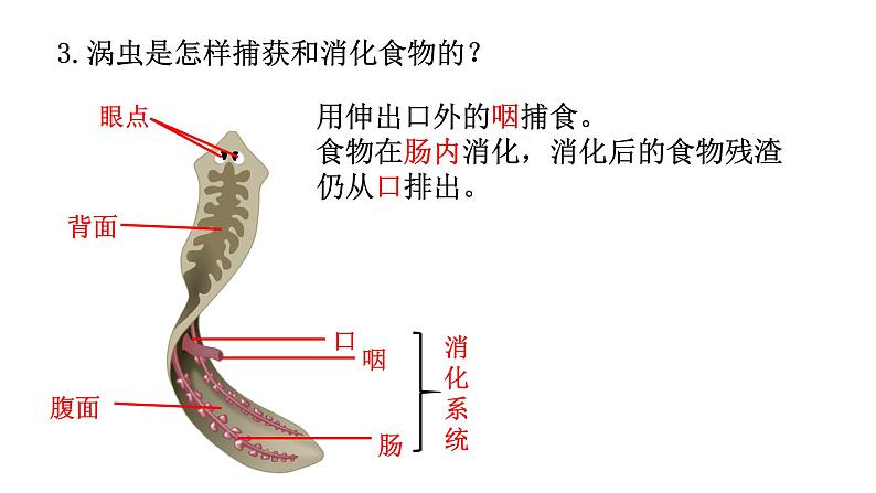 5.1.1 腔肠动物和扁形动物(第二课时)课件PPT第6页