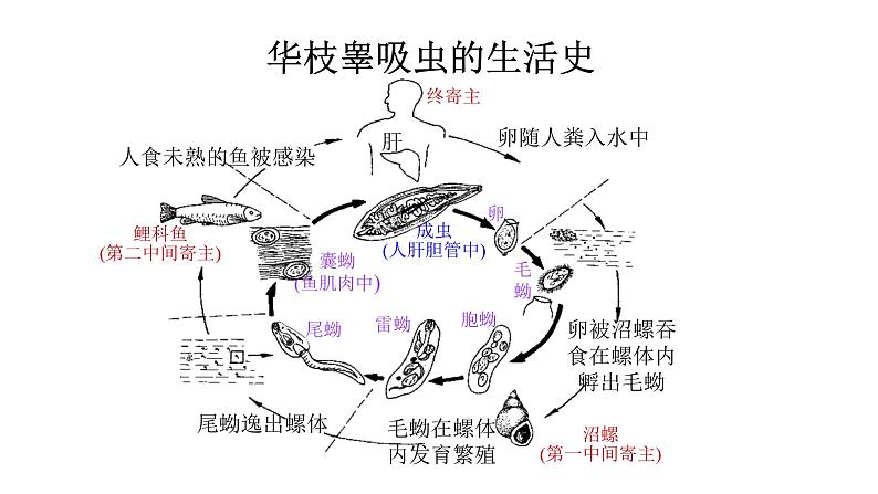 5.1.1 腔肠动物和扁形动物(第二课时)课件PPT第8页