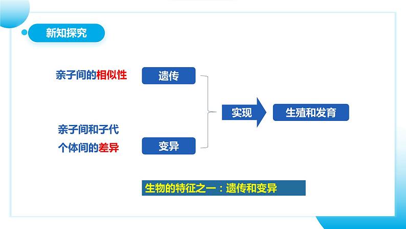 【核心素养目标】人教版初中生物八年级下册7.2.1《基因控制生物的性状 》课件第6页