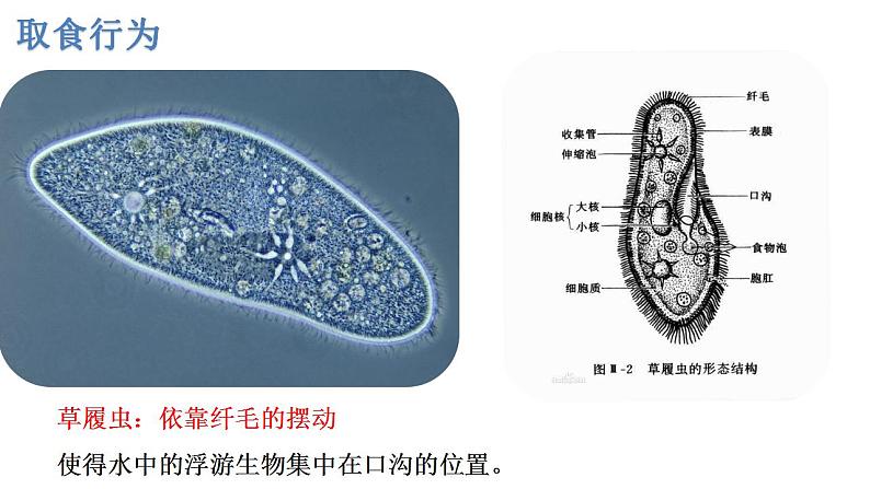 （北师大八上)  5.16.3 动物行为的主要类型 课件第6页