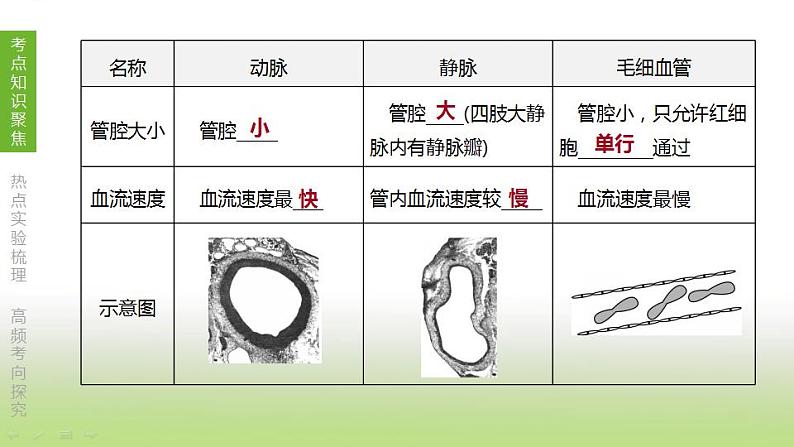 苏科版中考生物复习第六单元生命活动的调节和生态系统的稳定第10课时人体内物质的运输1血管血液和血型输血课件第6页