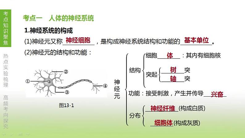 苏科版中考生物复习第六单元生命活动的调节和生态系统的稳定第13课时人体生命活动的调节课件第2页