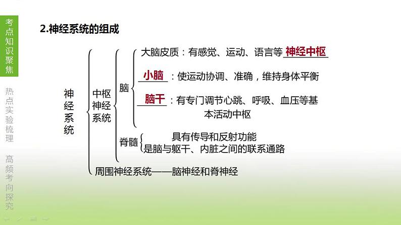 苏科版中考生物复习第六单元生命活动的调节和生态系统的稳定第13课时人体生命活动的调节课件第3页