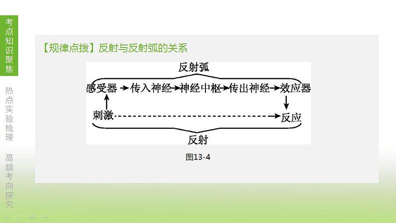 苏科版中考生物复习第六单元生命活动的调节和生态系统的稳定第13课时人体生命活动的调节课件第7页