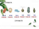 2021-2022 初中生物人教版七年级上册2.2.4单细胞生物 课件（27页）