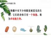 2021-2022 初中生物人教版七年级上册2.2.4单细胞生物 课件（27页）