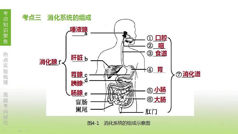 苏科版中考生物复习第三单元生物从环境中获取物质和能量第04课时人体的物质和能量来源于食物课件08