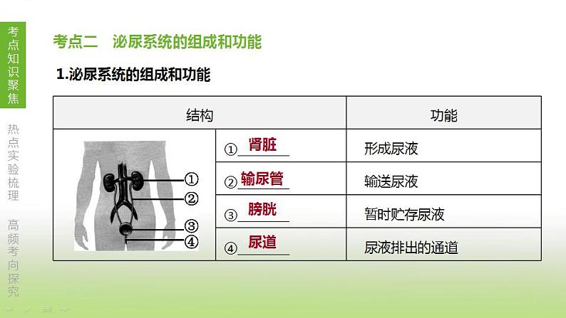 苏科版中考生物复习第六单元生命活动的调节和生态系统的稳定第12课时人体内废物的排出课件第4页