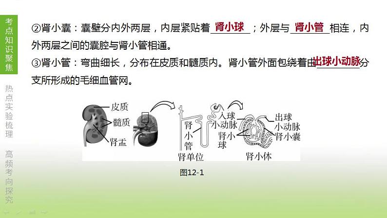 苏科版中考生物复习第六单元生命活动的调节和生态系统的稳定第12课时人体内废物的排出课件第6页