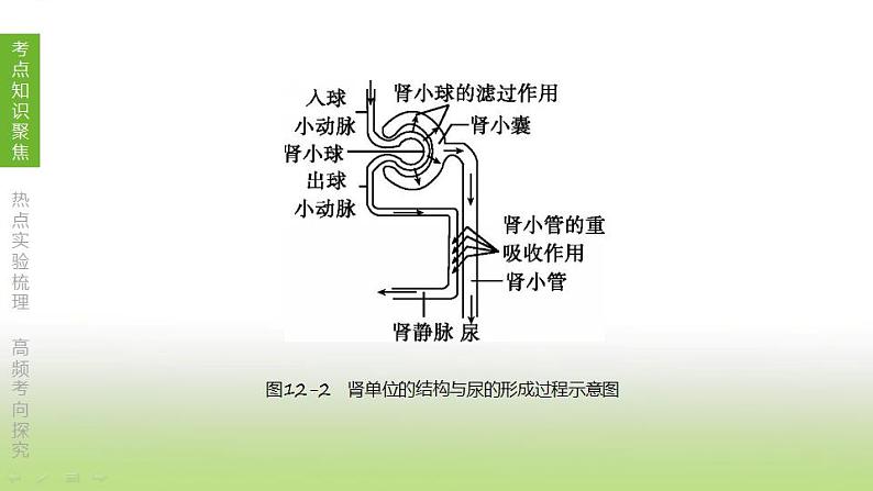 苏科版中考生物复习第六单元生命活动的调节和生态系统的稳定第12课时人体内废物的排出课件第8页