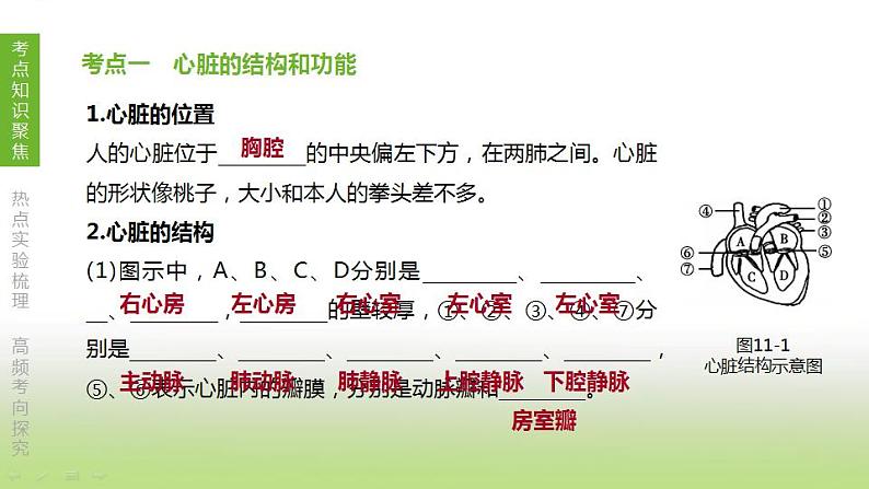 苏科版中考生物复习第六单元生命活动的调节和生态系统的稳定第11课时人体内物质的运输2心脏与血液循环课件第2页