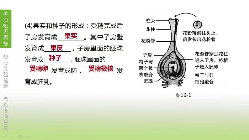 苏科版中考生物复习第七单元生命的延续与进化第16课时植物的生殖和发育课件第5页