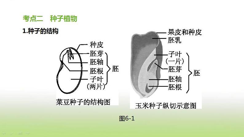 新人教版中考生物复习第三单元生物圈中的绿色植物第06课时生物圈中有哪些绿色植物课件06